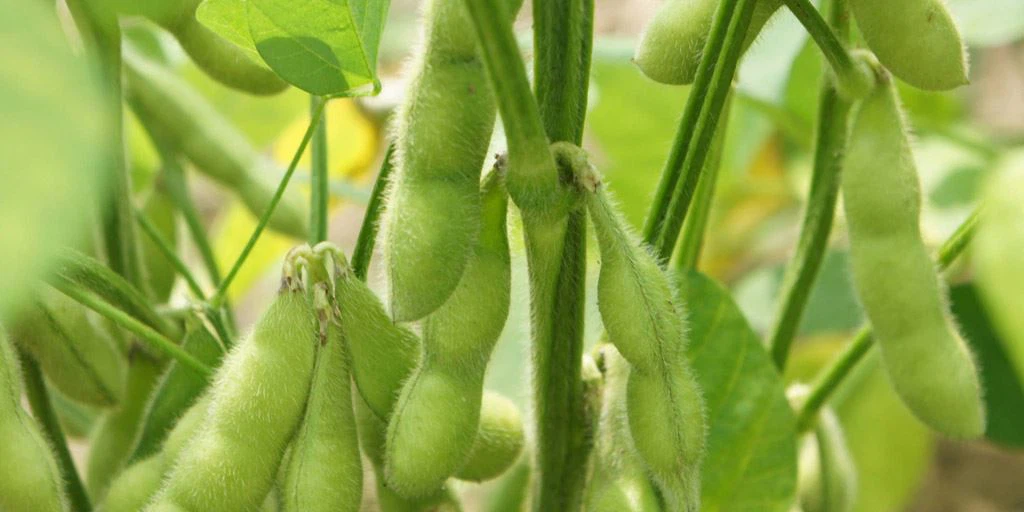 Comer gengibre na primavera tem muitos benefícios